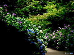 紫陽花01