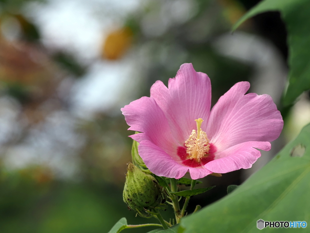 芙蓉24-②