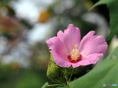 芙蓉24-②