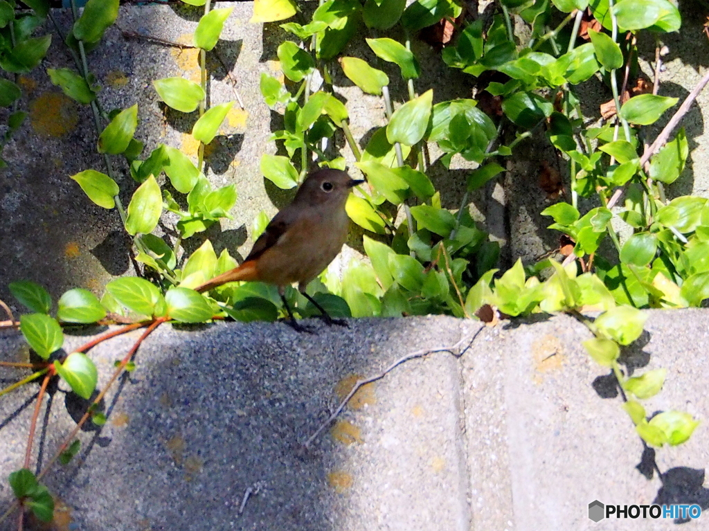 ジョウビタキ31