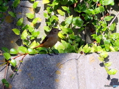 ジョウビタキ31