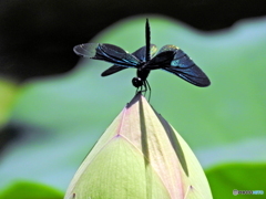 蓮池の蝶トンボ01