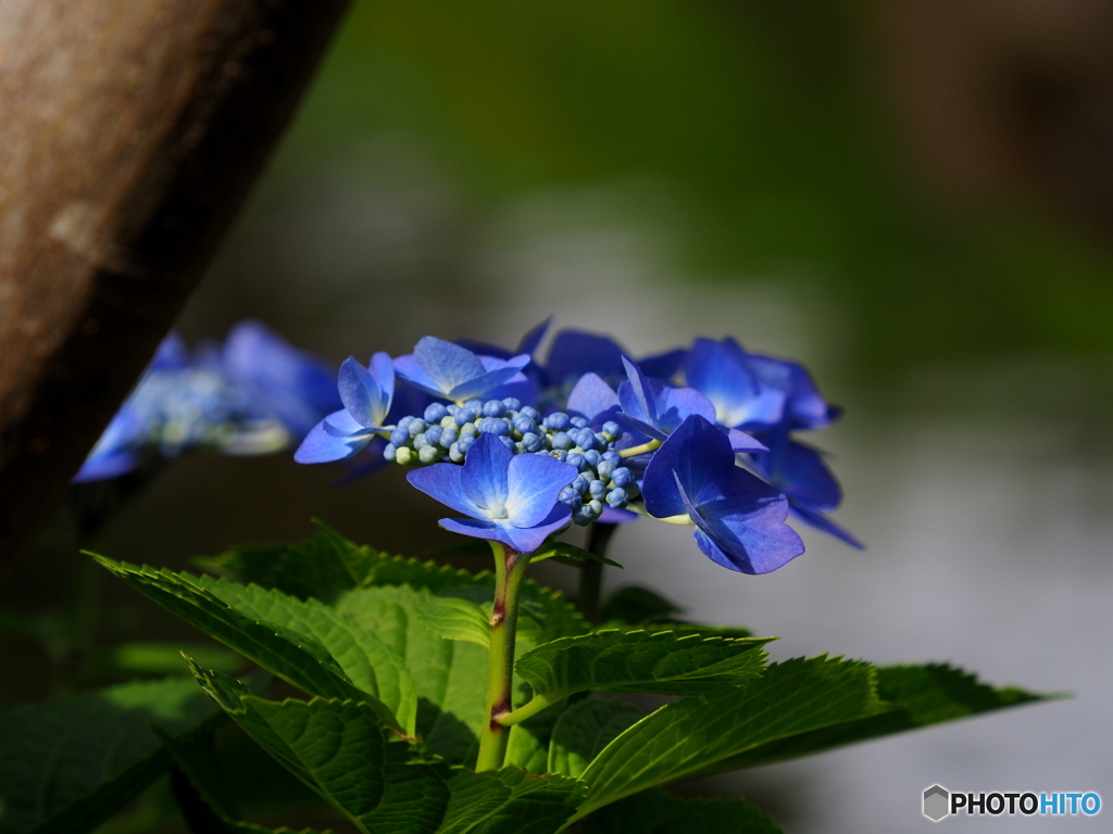 紫陽花23-⑤