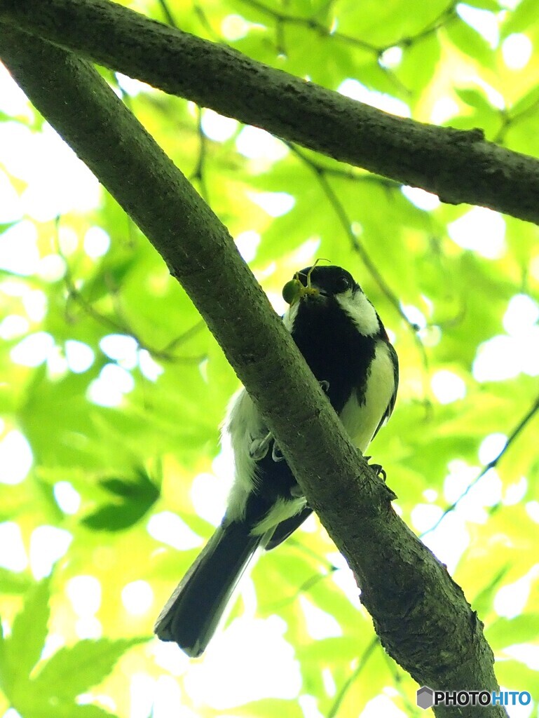 シジュウカラ289