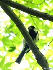 シジュウカラ289