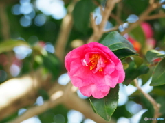 山茶花21-③
