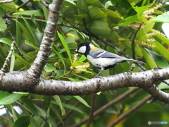 シジュウカラ285