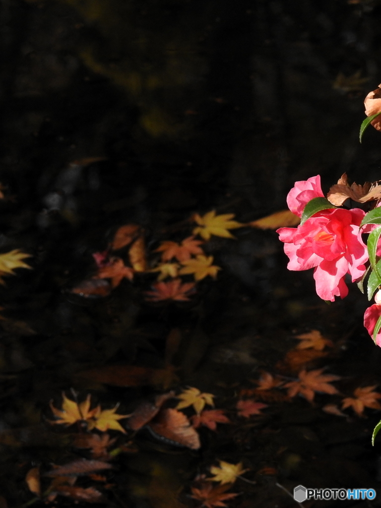 紅葉17-⑨