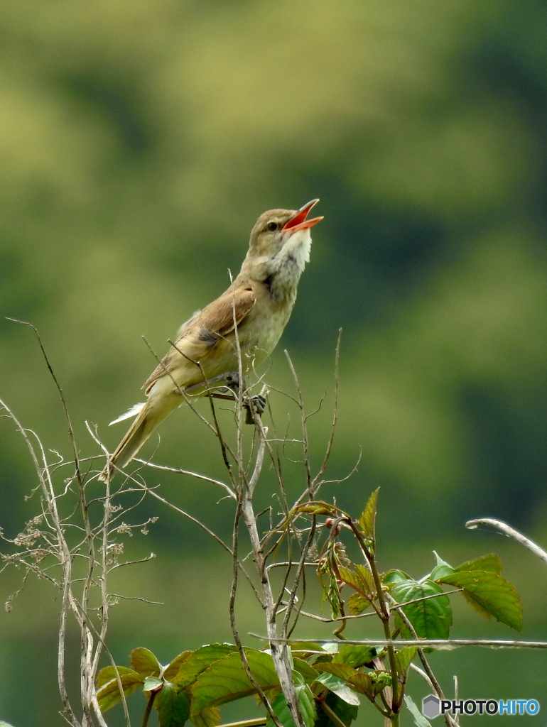 オオヨシキリ83