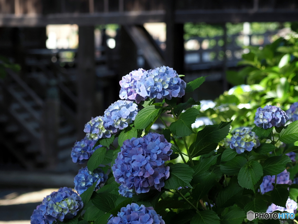 紫陽花24-15