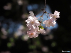 枝垂桜25-①