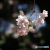 枝垂桜25-①