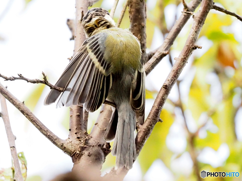 シジュウカラ334