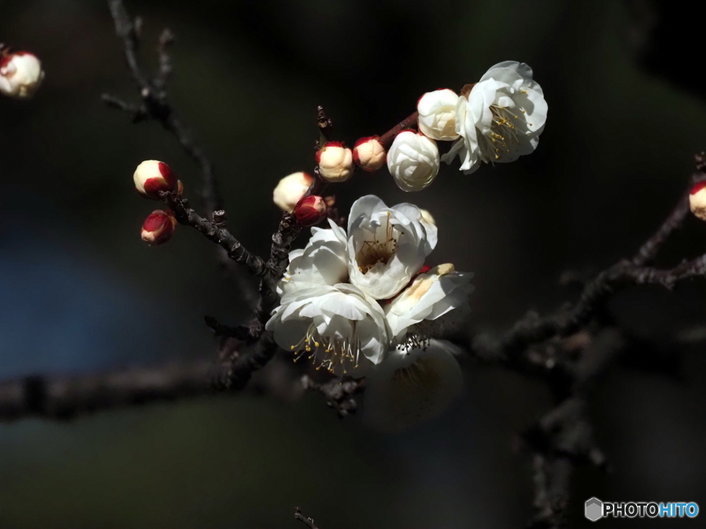 白梅26-①