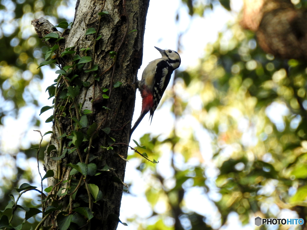 アカゲラ03