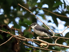 リュウキュウサンショウクイ10