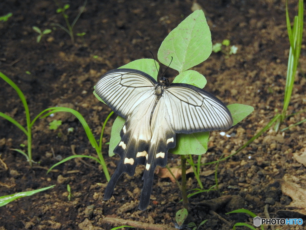 ジャコウアゲハ17-①