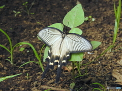 ジャコウアゲハ17-①