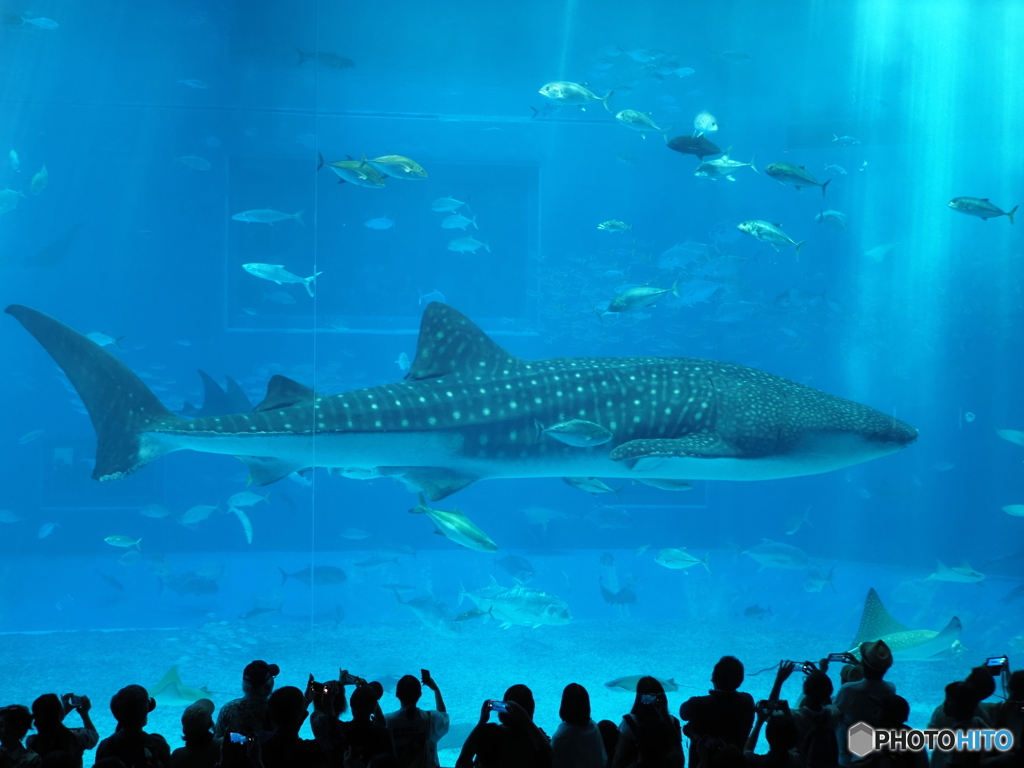 美ら海水族館24-②