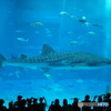 美ら海水族館24-②