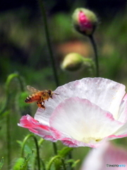 花と蜂18-⑧