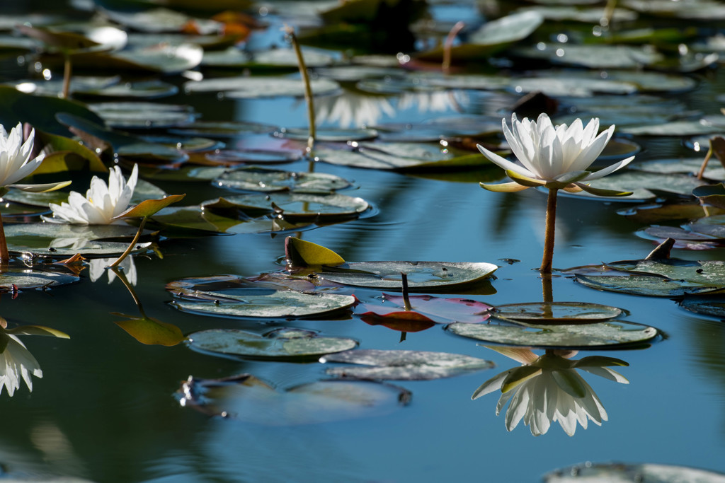 鏡面像と睡蓮