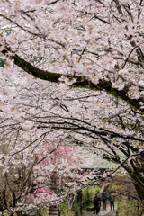 桜天井