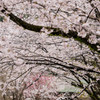桜天井
