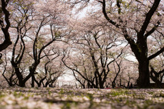 桜色に包まれたなら