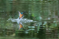 水浴びと鏡面像