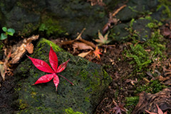 苔に映える