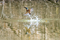 遠景の離水