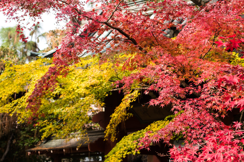 Red & Yellow