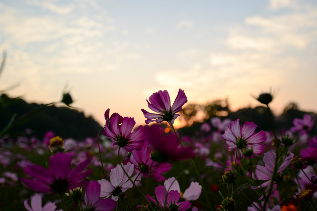 夕空に立つ