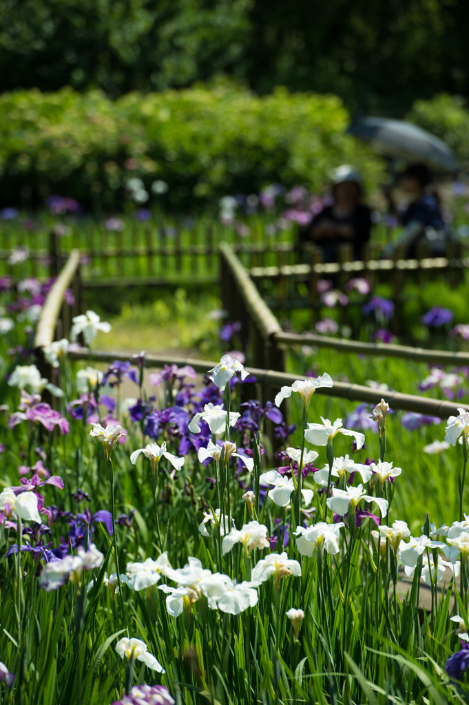 菖蒲園を望む