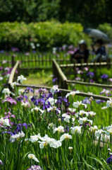 菖蒲園を望む