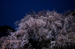 夕闇に輝く