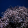 夕闇に輝く