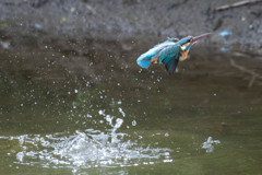 水浴び…のみ