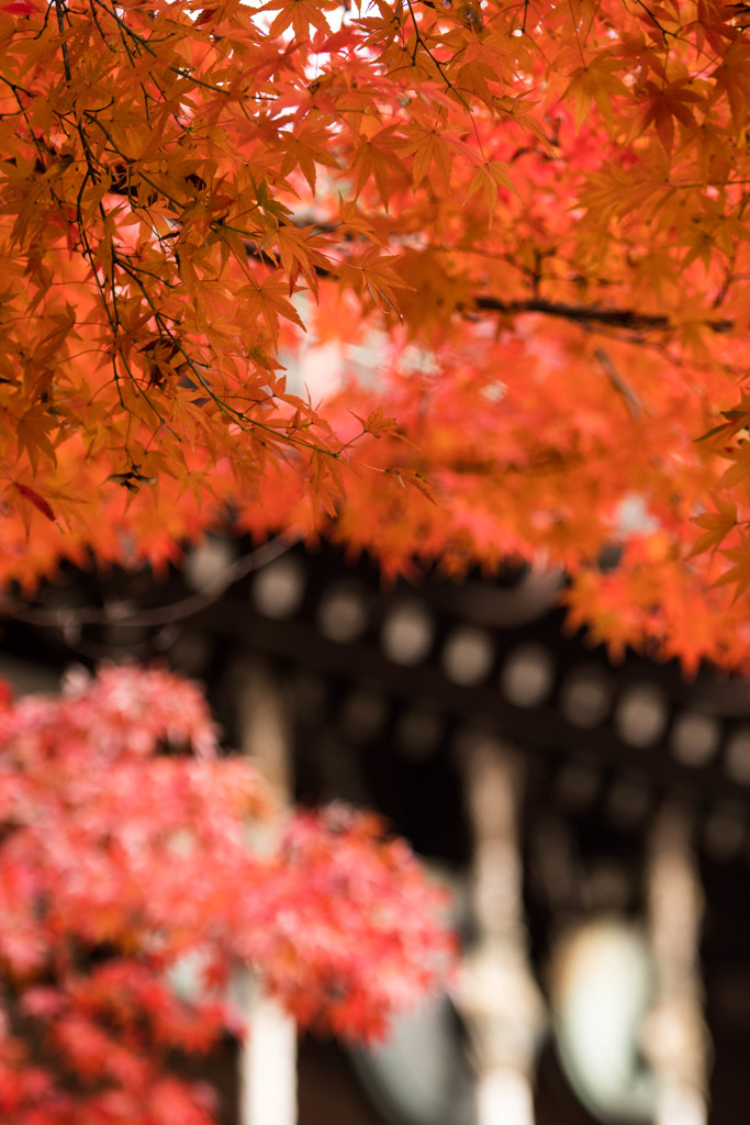 赤い屋根