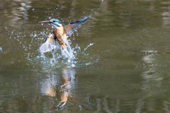 見えないほどの漁獲