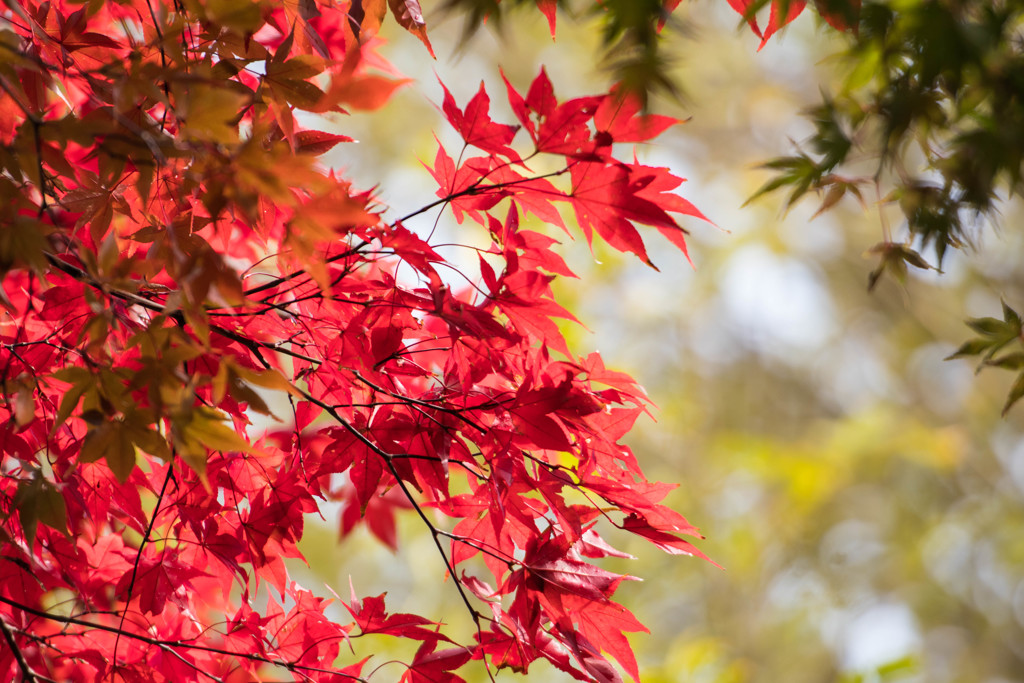 紅に燃える