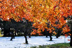 紅白？