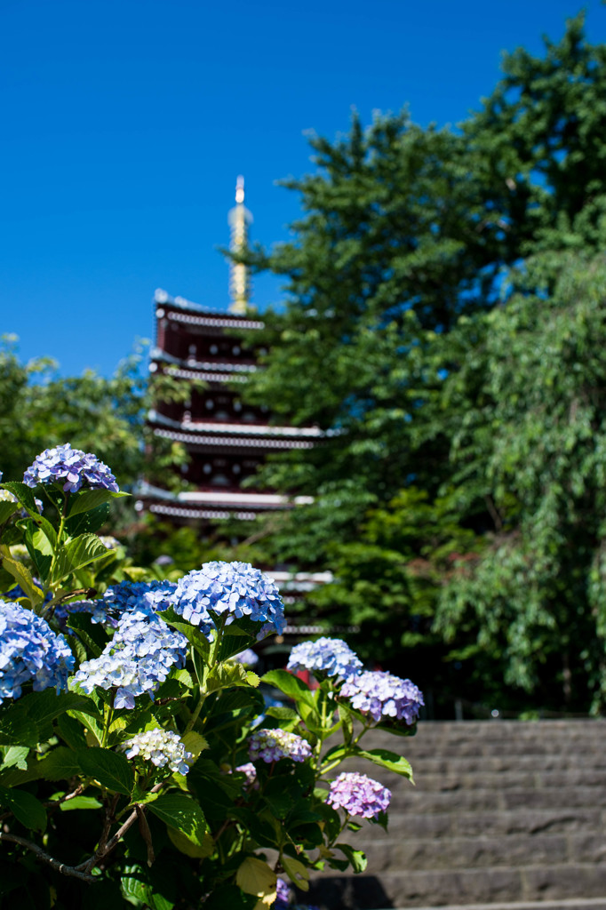 梅雨の晴れ間に