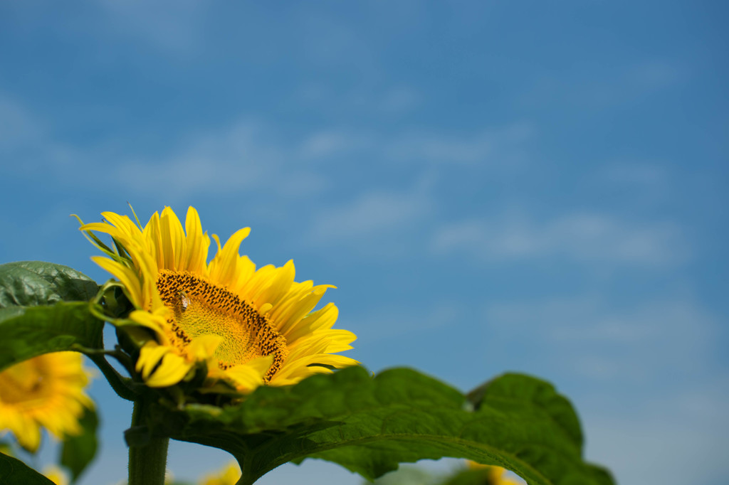 地上の太陽