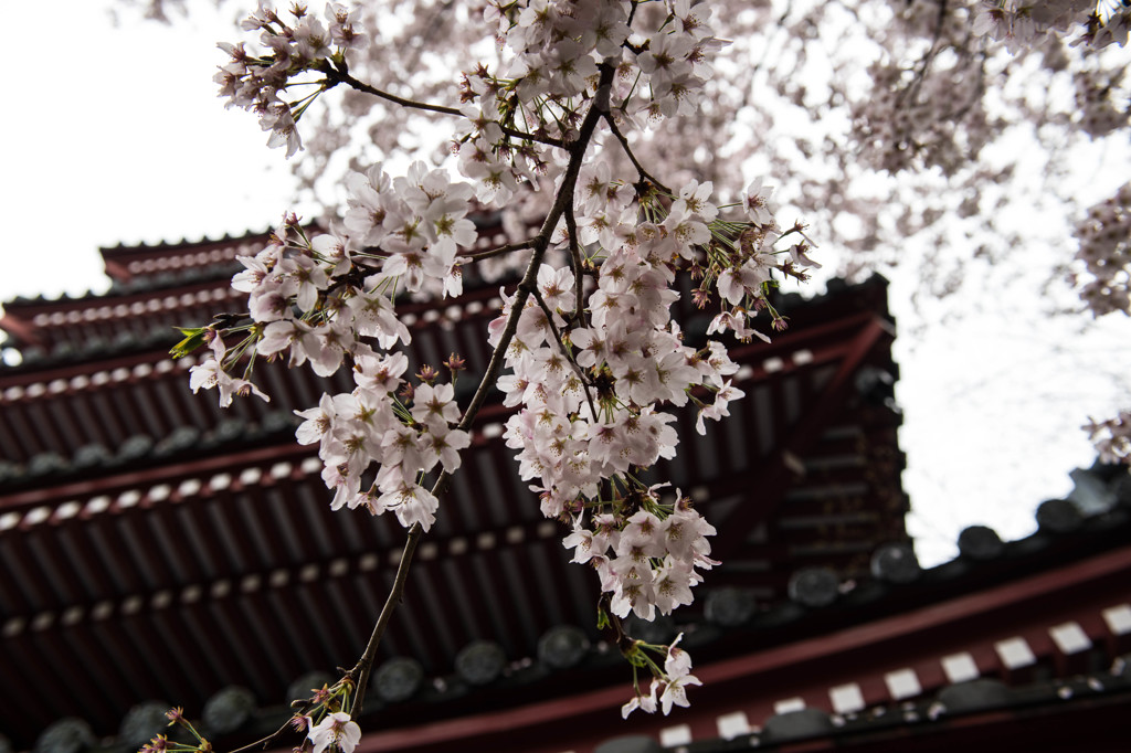 朱色と桜
