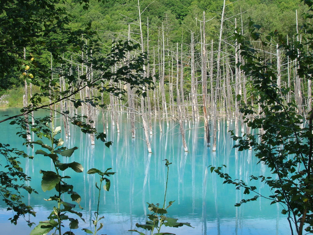 碧い池　初夏