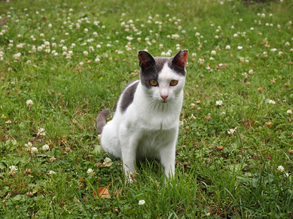 野良猫
