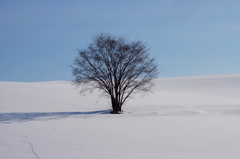 雪原