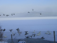 渡り鳥の飛来